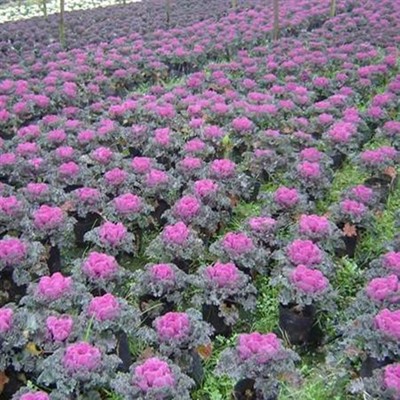 清新園花卉 專業花箱種植補種與優質草花銷售服務