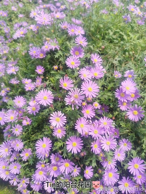 花卉與蔬菜并茂 一次現代農業基地的參觀啟示